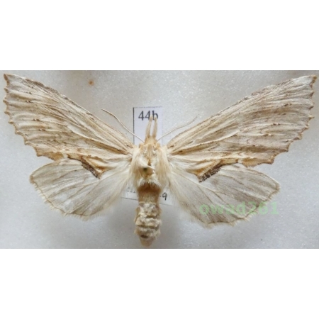 Pterostoma palpina (Clerck, 1759) female Czech44b